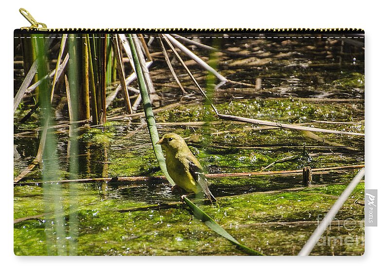Water Zip Pouch featuring the photograph Female Gold Finch Drinking by Donna Brown
