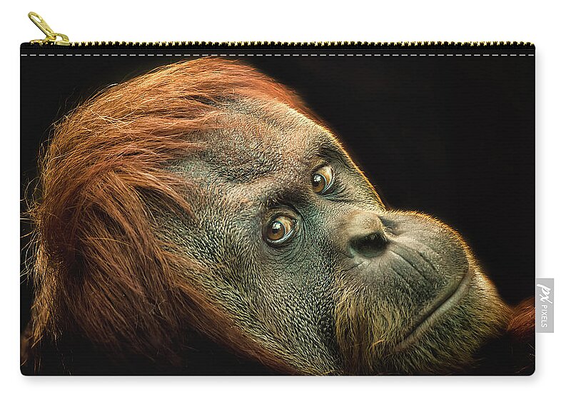 Animal Themes Zip Pouch featuring the photograph Female Orang Utan by Photo By Steve Wilson