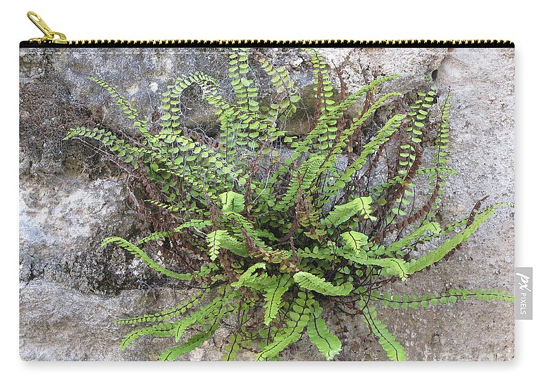 Stone+wall Zip Pouch featuring the photograph Fern Tendrils by HEVi FineArt