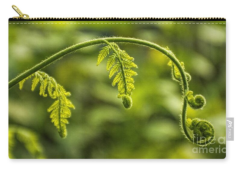 Leaf Zip Pouch featuring the photograph Fiddleheads by Peggy Hughes