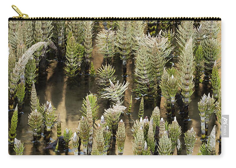 Feb0514 Zip Pouch featuring the photograph Field Horsetails Emerging Washington by Kevin Schafer