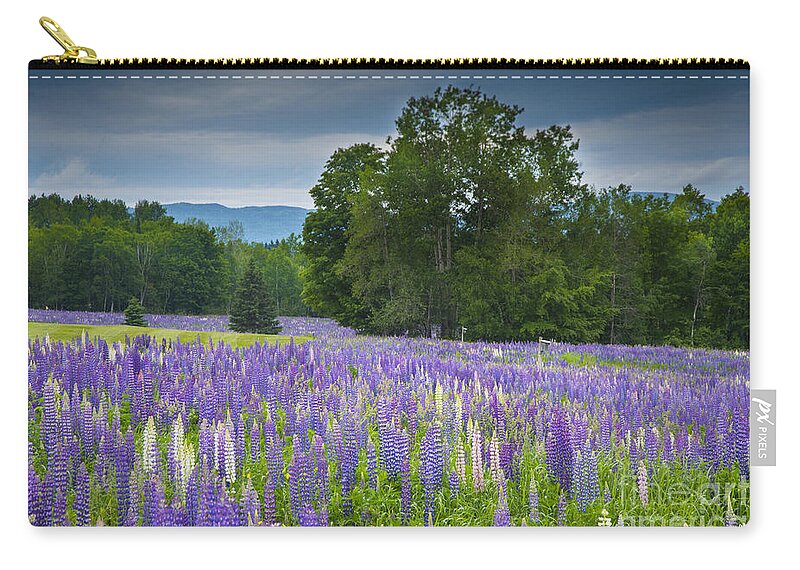 Field Of Lupine Zip Pouch featuring the photograph Field of Dreams by Alana Ranney