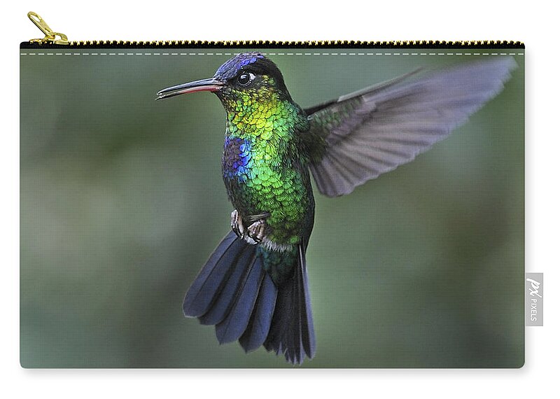 Fiery-throated Hummingbird Carry-all Pouch featuring the photograph Fiery-throated Hummingbird.. by Nina Stavlund
