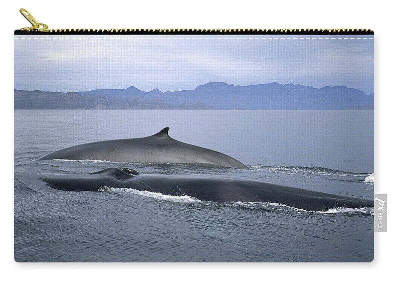 Feb0514 Zip Pouch featuring the photograph Fin Whale Sea Of Cortez Baja California by Tui De Roy