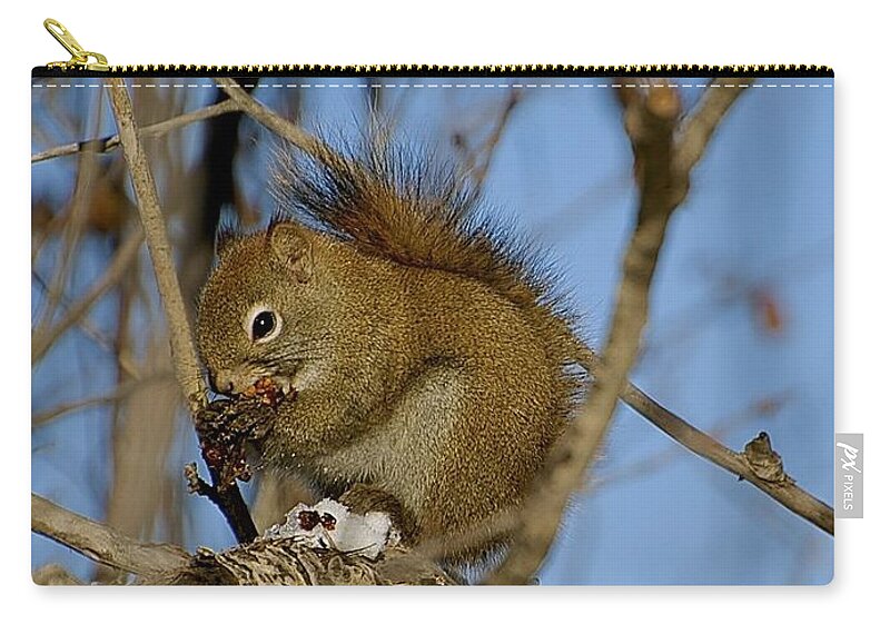 Squirrel Zip Pouch featuring the photograph Find your own lunch by Jim Hogg
