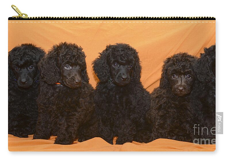Black Miniature Poodle Zip Pouch featuring the photograph Five poodle puppies by Amir Paz