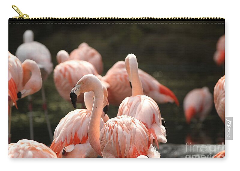 Birds Zip Pouch featuring the photograph Flamingo by Edward R Wisell
