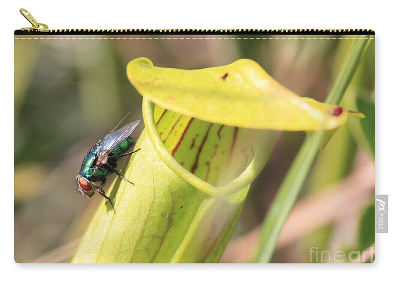 Pitcher Plant Zip Pouch featuring the photograph Fly Pitcher Plant by Carol Groenen