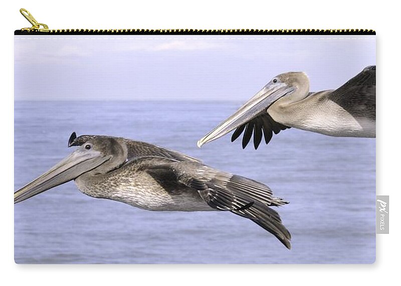 Pelican Zip Pouch featuring the photograph Flying Pelicans by Bradford Martin