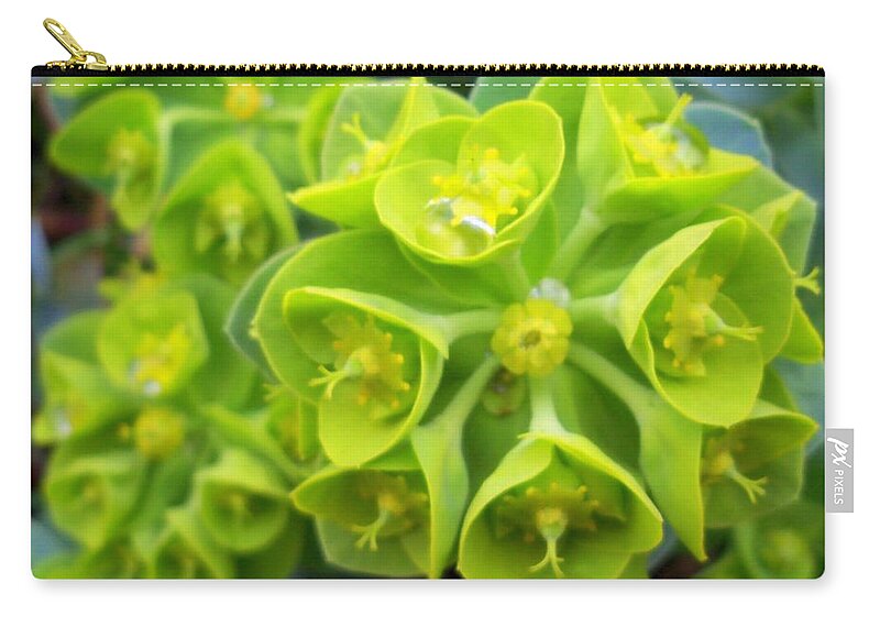 Succulent Plants Zip Pouch featuring the photograph Fresh green succulents by Lingfai Leung
