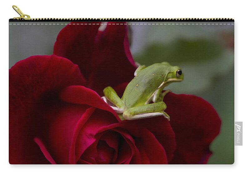Hyla Cinerea Zip Pouch featuring the photograph Frogs and Roses by Kathy Clark