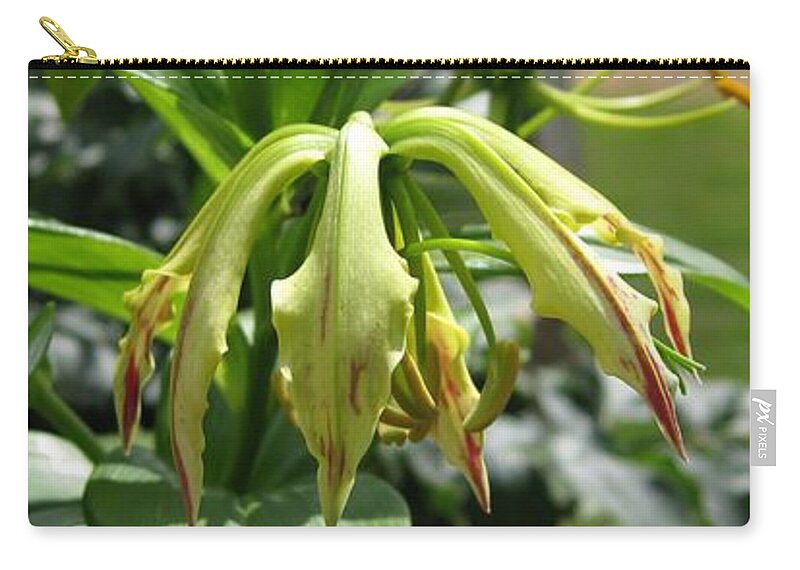 Gloriosa Zip Pouch featuring the photograph From Bud to Bloom - Gloriosa named Rothschildiana by J McCombie