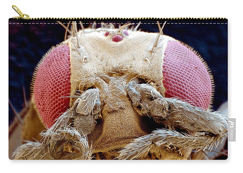 Fruit Fly Zip Pouch featuring the photograph Fruit Fly Drosophila Melanogaster by Eye of Science