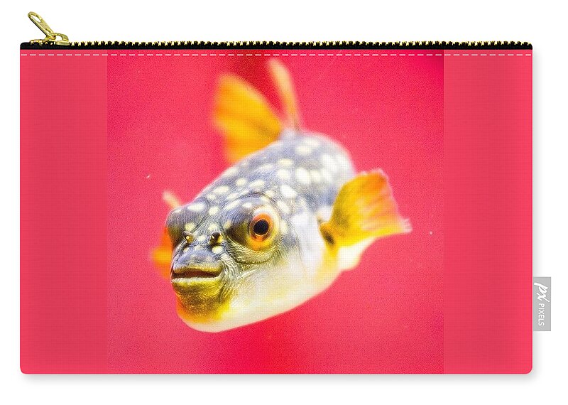 Pufferfish Zip Pouch featuring the photograph Funny Fish by Aleck Cartwright