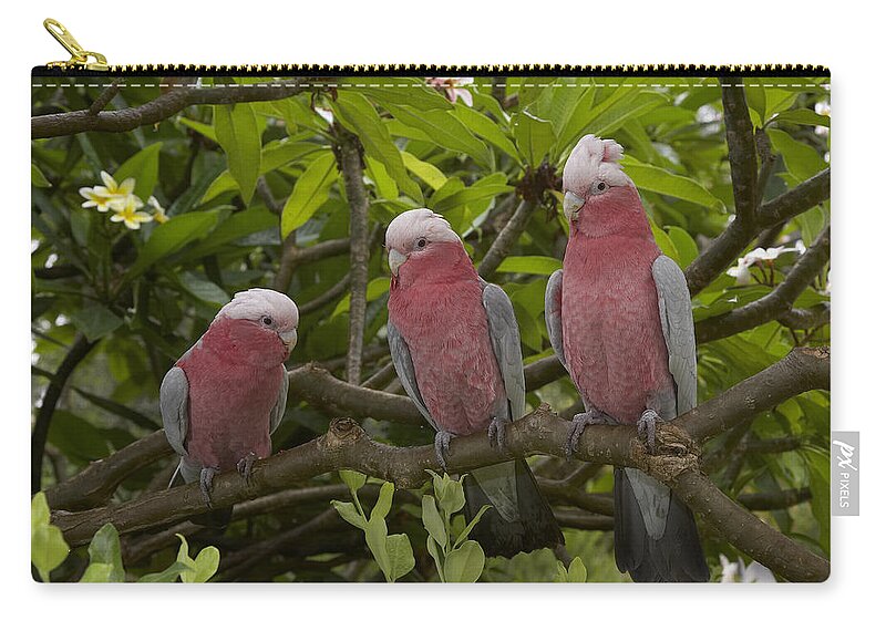 Feb0514 Zip Pouch featuring the photograph Galah Trio Perching In Tree by San Diego Zoo