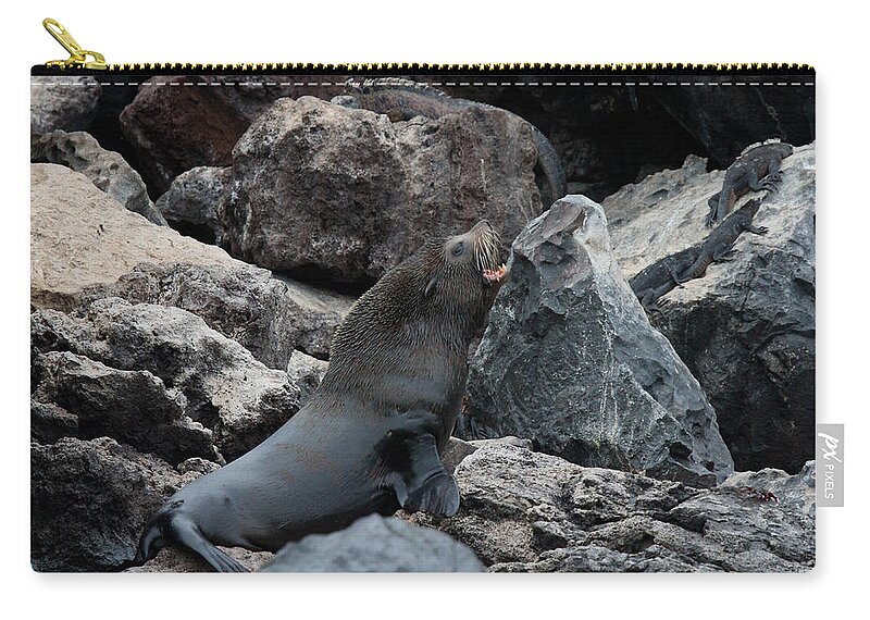 Galapagos Islands Zip Pouch featuring the photograph Galapagos Fur Seal by David Beebe