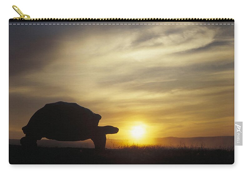 Feb0514 Zip Pouch featuring the photograph Galapagos Giant Tortoise At Sunrise by Tui De Roy