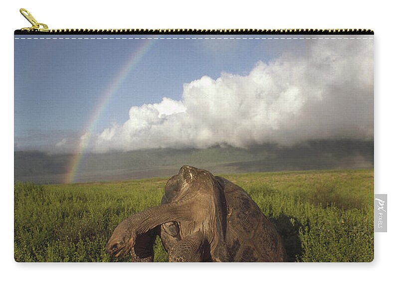 Feb0514 Zip Pouch featuring the photograph Galapagos Giant Tortoises Mating Alcedo by Tui De Roy
