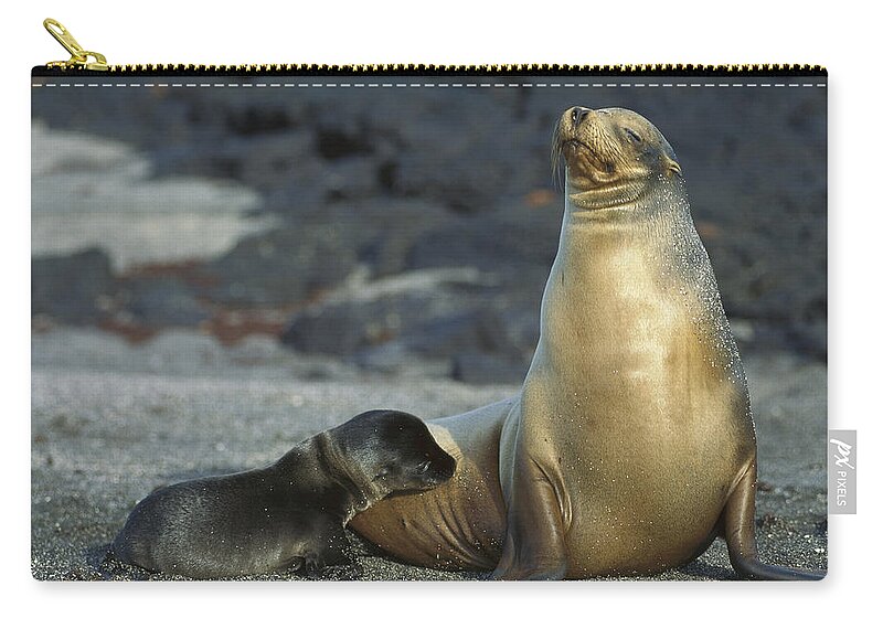 Feb0514 Zip Pouch featuring the photograph Galapagos Sea Lion Nursing Newborn by Tui De Roy