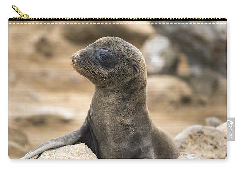 Tui De Roy Zip Pouch featuring the photograph Galapagos Sea Lion Pup Champion Islet by Tui De Roy