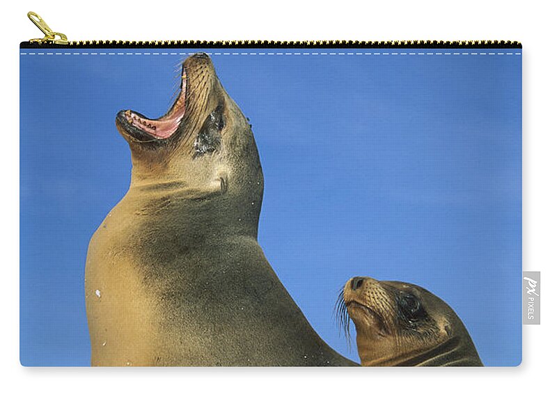 Feb0514 Zip Pouch featuring the photograph Galapagos Sea Lion With Yearling by Tui De Roy