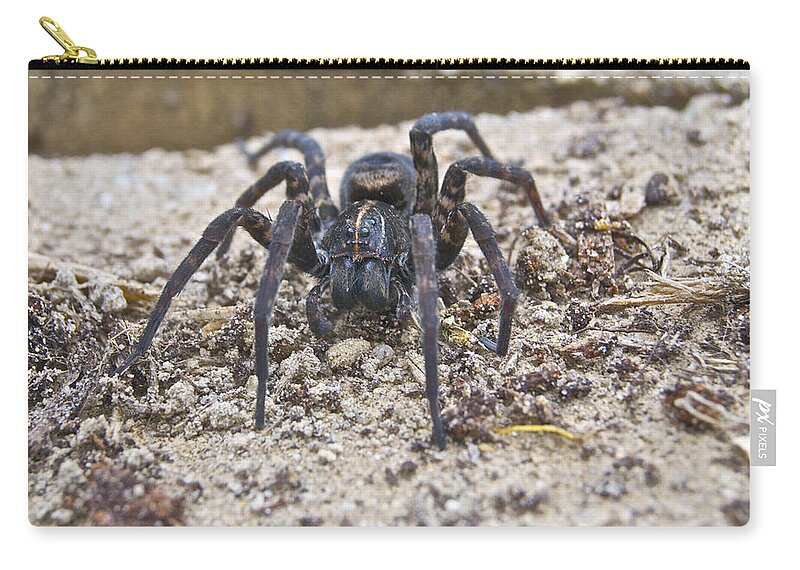 Spider Zip Pouch featuring the photograph Garden Visitor 0808 by Michael Peychich