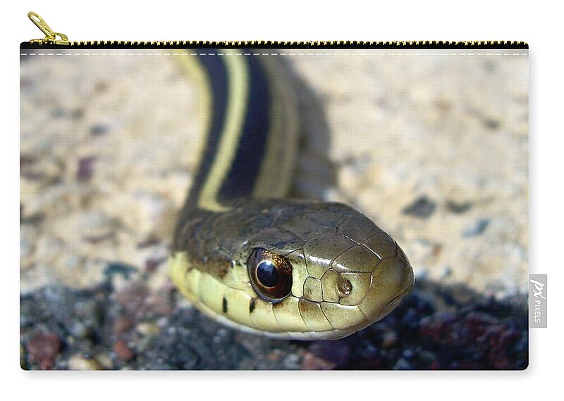 Snake Zip Pouch featuring the photograph Garter Snake by Kent Lorentzen