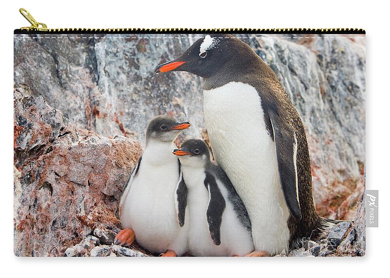 00345581 Carry-all Pouch featuring the photograph Gentoo Penguin Family on Booth Isl by Yva Momatiuk and John Eastcott