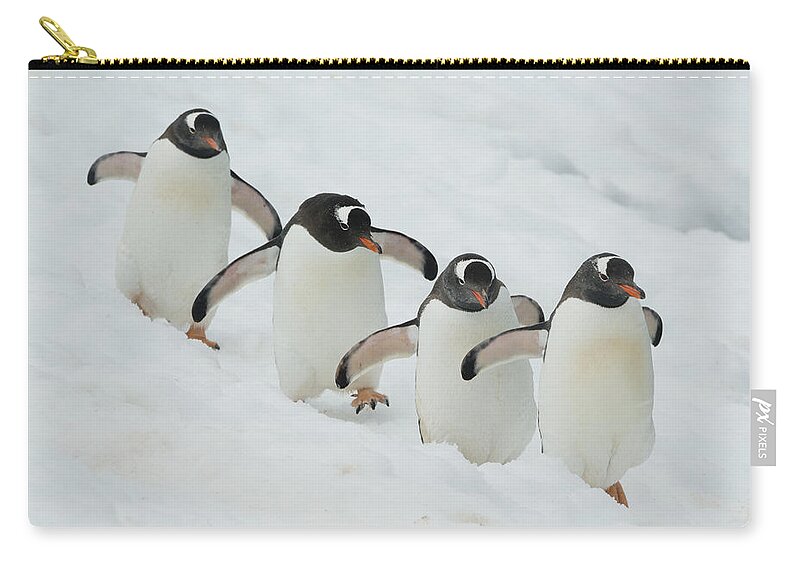 534754 Carry-all Pouch featuring the photograph Gentoo Penguin Quartet Booth Isl by Kevin Schafer