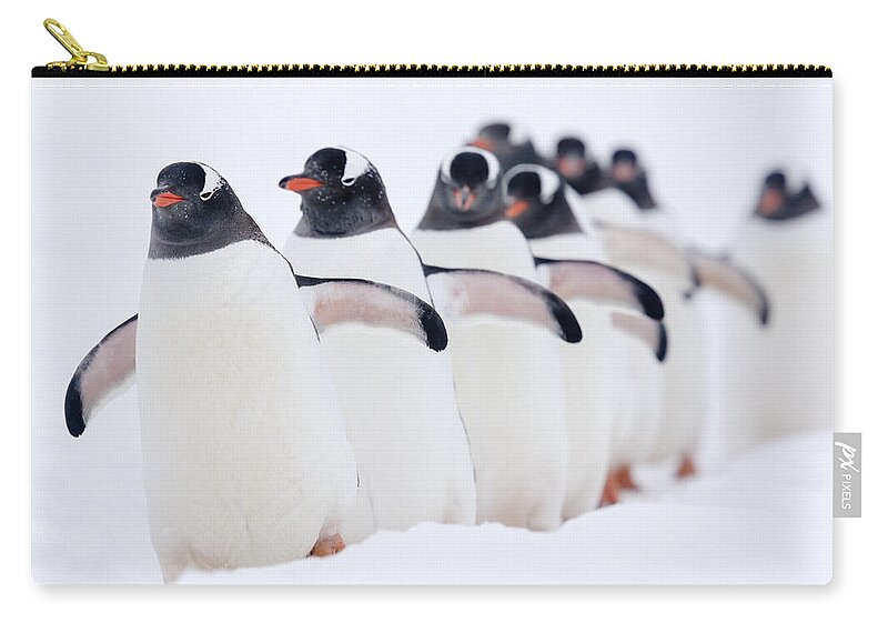 Nis Zip Pouch featuring the photograph Gentoo Penguins In Line Cuverville by Alex Huizinga