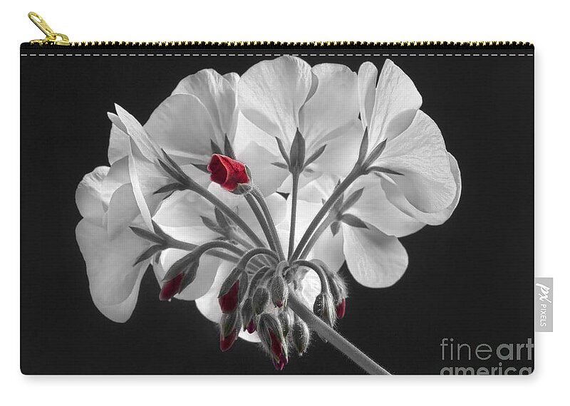 'red Geranium' Zip Pouch featuring the photograph Geranium Flower In Progress by James BO Insogna