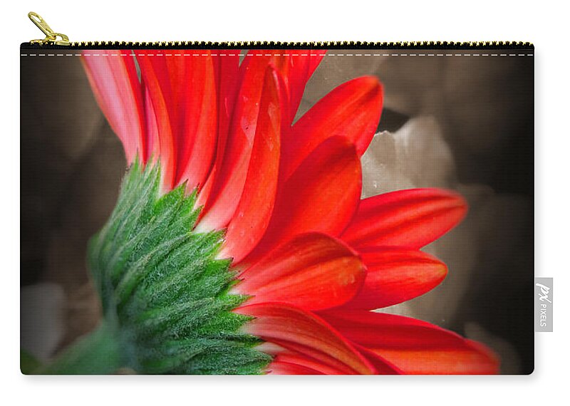 Flower Zip Pouch featuring the photograph Gerber Daisy Bashful Red by Ella Kaye Dickey