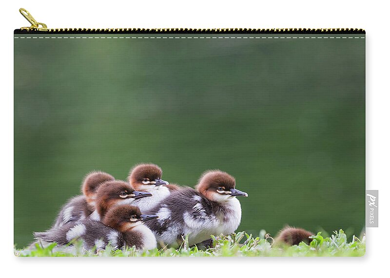Common Merganser Zip Pouch featuring the photograph Germany, Bavaria, Goosander Chicks by Westend61
