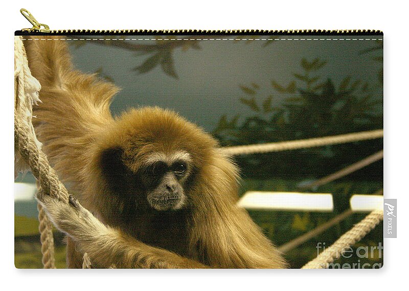 Primate Zip Pouch featuring the photograph Gibbon Looking Intently by Mary Mikawoz