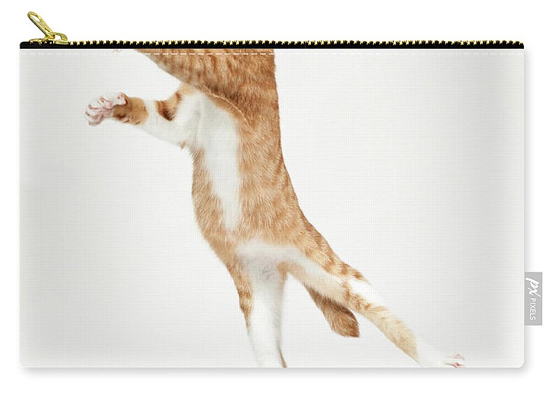 Pets Zip Pouch featuring the photograph Ginger Kitten Jumping Like Dancer by Akimasa Harada