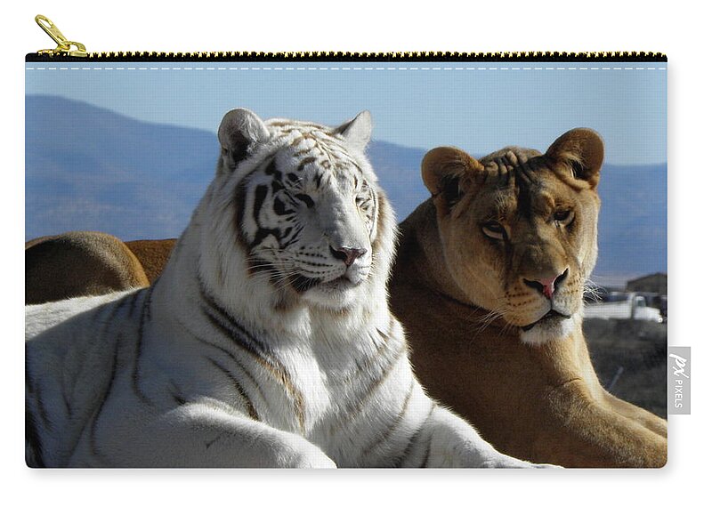 White Tiger Zip Pouch featuring the photograph Girlfriends Of The Wild by Kim Galluzzo