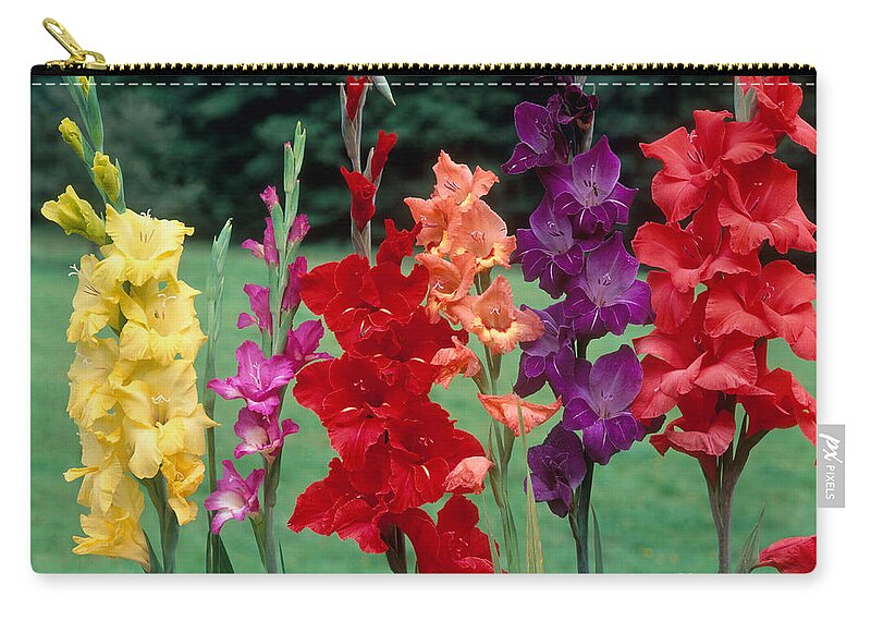 Angiosperm Zip Pouch featuring the photograph Gladiolus by Hans Reinhard