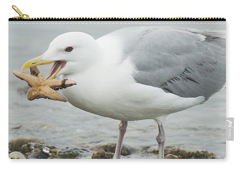 Feb0514 Zip Pouch featuring the photograph Glaucous-winged Gull Eating A Seastar by Kevin Schafer