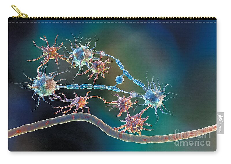 Glia Zip Pouch featuring the photograph Glia and Neurons by Hybrid Medical Animation