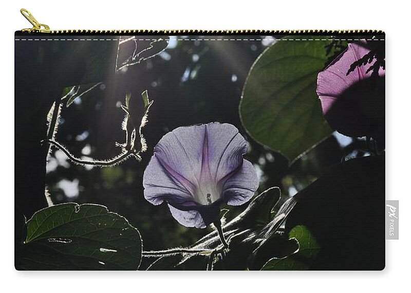 Morning Glory Carry-all Pouch featuring the photograph Glorious by Cheryl Baxter
