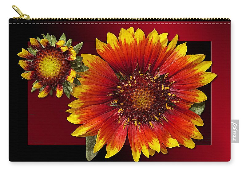Flower Zip Pouch featuring the photograph Glorious Gazania Dasies by Phyllis Denton