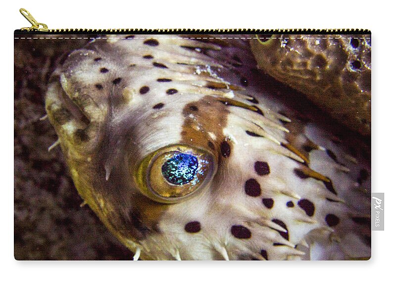 Puffer Zip Pouch featuring the photograph Goggly Eye by Jean Noren