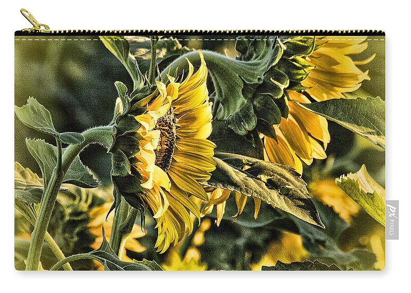 Bill Kesler Zip Pouch featuring the photograph Golden Glow Morning Sunflowers by Bill Kesler
