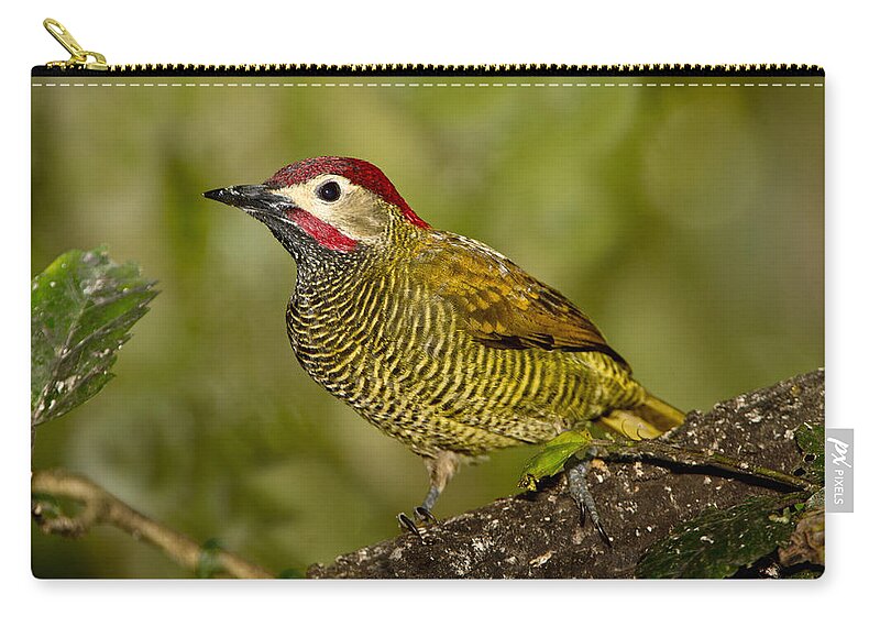American Fauna Zip Pouch featuring the photograph Golden-olive Woodpecker by Anthony Mercieca
