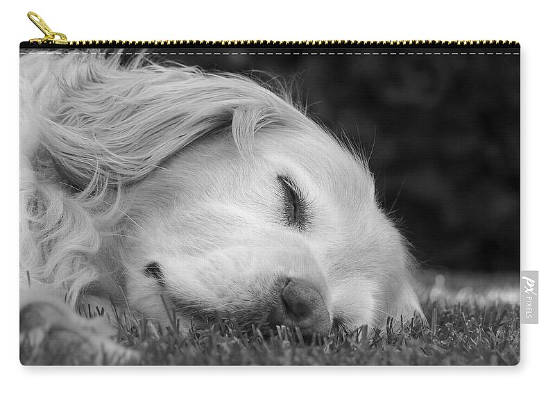Golden Retriever Zip Pouch featuring the photograph Golden Retriever Dog Sweet Dreams Black and White by Jennie Marie Schell