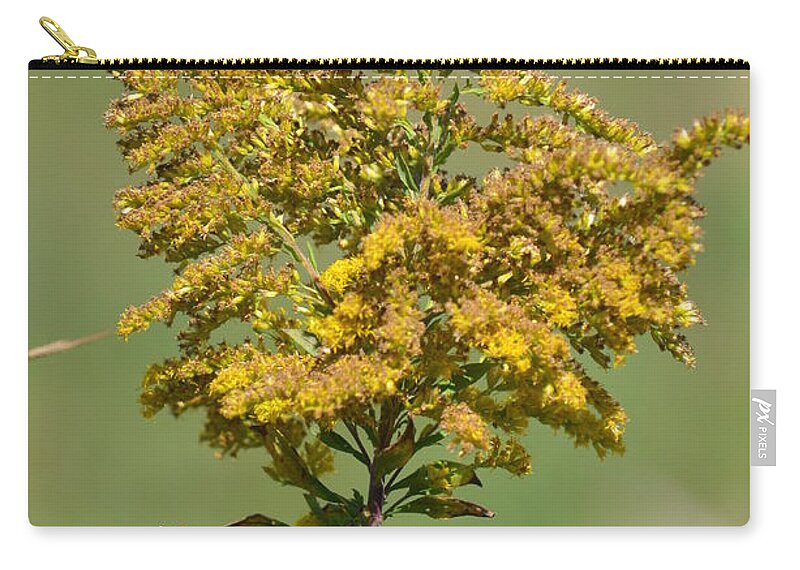Goldenrod In Autumn Zip Pouch featuring the photograph Goldenrod in Autumn by Maria Urso