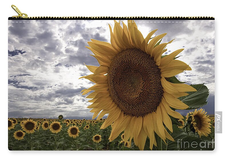 Sunflower Zip Pouch featuring the photograph Good Morning Sunshine by Kristal Kraft