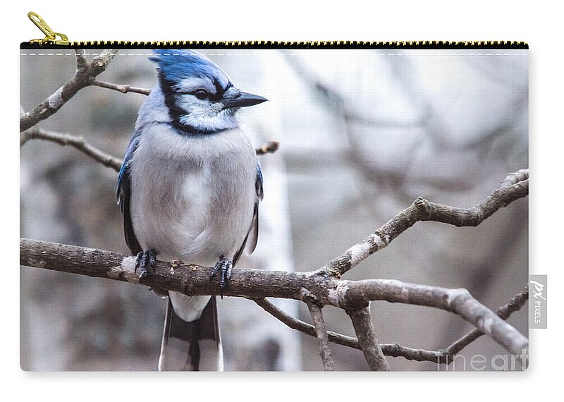  Carry-all Pouch featuring the photograph Gorgeous Blue Jay by Cheryl Baxter