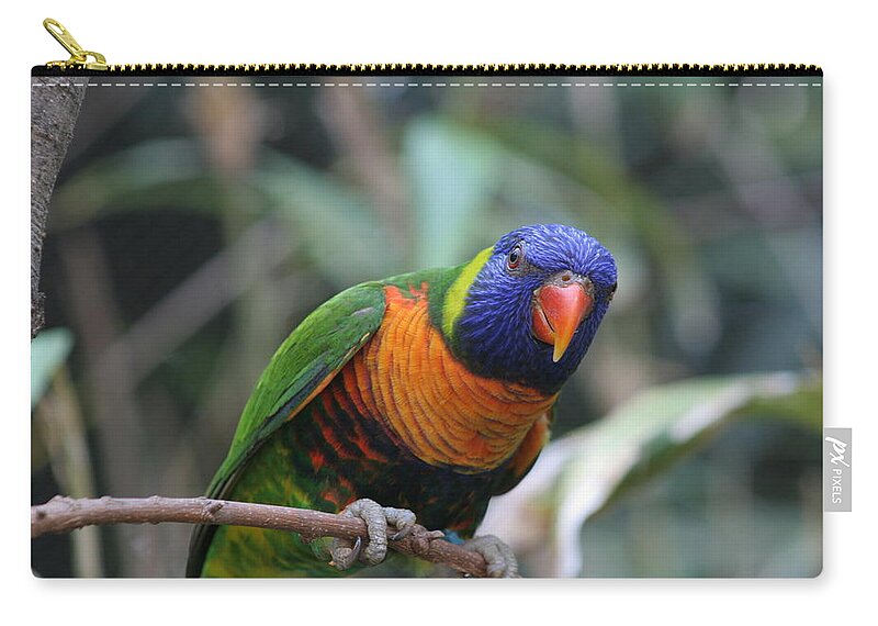 Lorie Zip Pouch featuring the photograph Curious Lorikeet by Valerie Collins