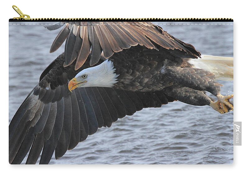 American Bald Eagle Zip Pouch featuring the photograph Got My Eye on You by Coby Cooper